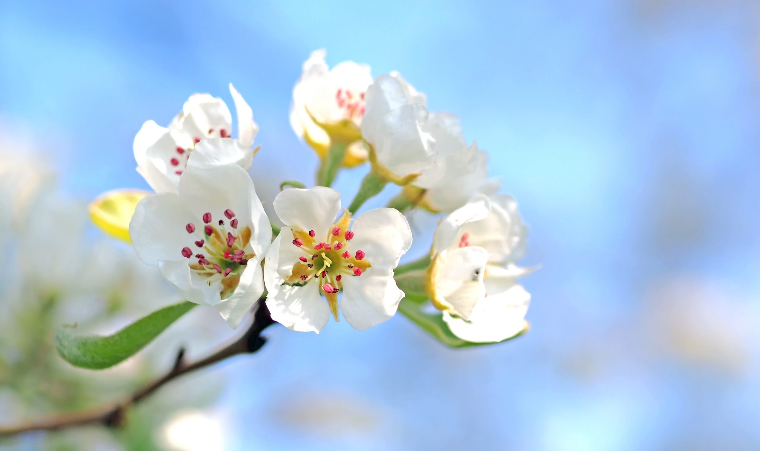beautiful-bloom-blooming-163780